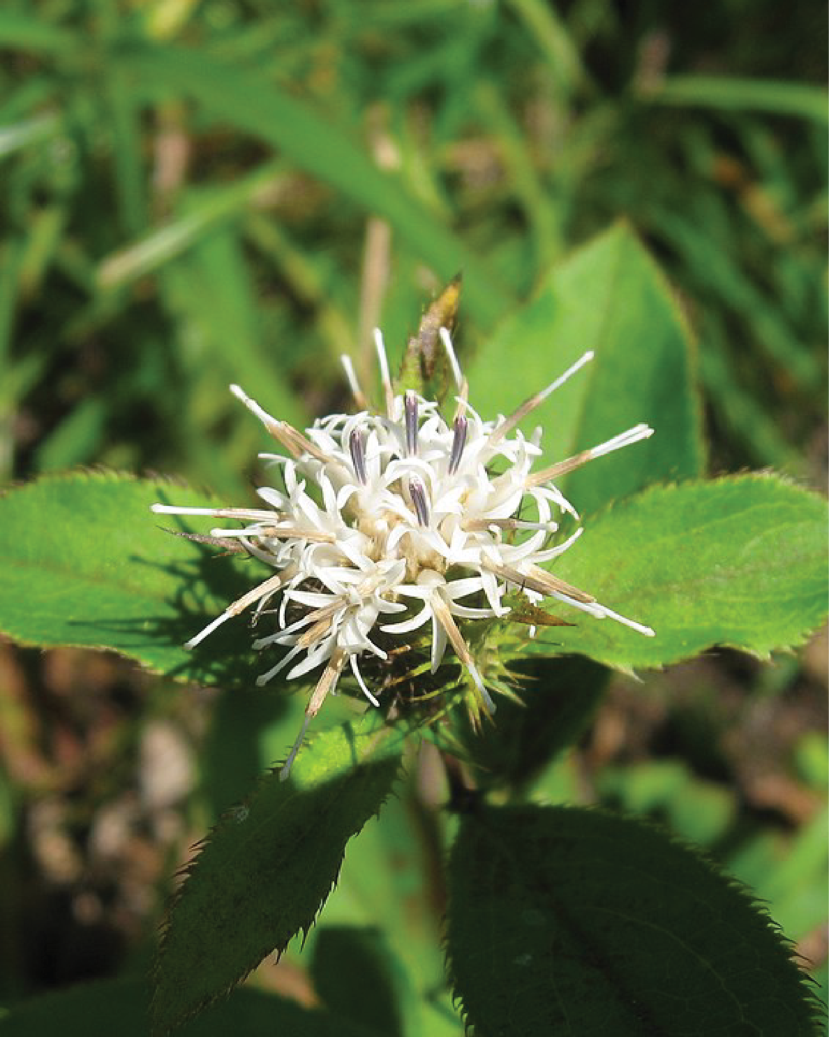 Atractyloides Japonica Extract